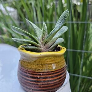 Gasteria Verrucosa